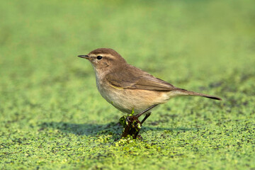 Obraz premium Keoladeo National Park, Bharatpur, Rajasthan, India. Common Chifchaff, Phylloscopus collybita