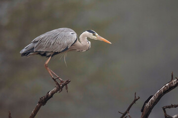 Keoladeo National Park, Bharatpur, Rajasthan, India.  Grey Heron, Ardea cinerea