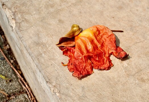Weak and weathered one orange red colored flower petal isolated on horizontal ratio outdoor concrete flooring with warm natural lighting background.