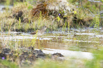A lonely Wood sandpiper standing in shallow water in a wetland in Urho Kekkonen National Park, Northern Finland	