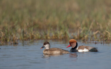 Keoladeo National Park, Bharatpur, Rajasthan, India.  Red Crested Pochard, Netta rufina Male and female