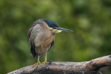 Fototapeta premium Keoladeo National Park, Bharatpur, Rajasthan, India. Striated Heron, Butorides striata