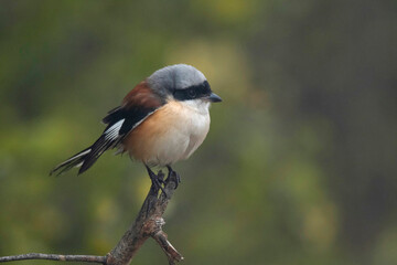 Obraz premium Keoladeo National Park, Bharatpur, Rajasthan, India. Bay backed shrike, Lanius vittatus