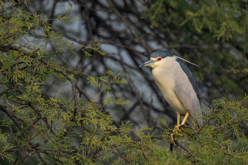 Keoladeo National Park, Bharatpur, Rajasthan, India.  Black Crowned Night Heron, Nycticorax nycticorax