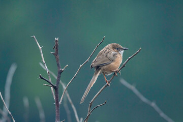 Keoladeo National Park, Bharatpur, Rajasthan, India.  Common Babbler, Turdoides caudata