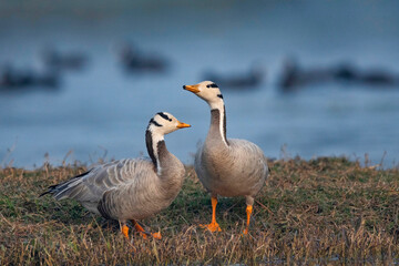 Keoladeo National Park, Bharatpur, Rajasthan, India.  Bar Headed Goose, Anser indicus