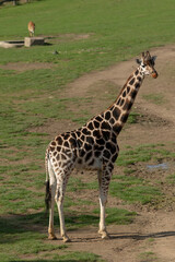 A tall giraffe gracefully standing in a vast grassy field while a deer can be seen grazing peacefully in the background scenery
