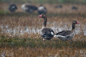 Keoladeo National Park, Bharatpur, Rajasthan, India.  Greylag Goose, Anser anser