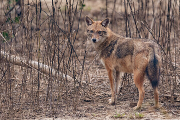Obraz premium Keoladeo National Park, Bharatpur, Rajasthan, India. Indian Jackal, Canis aureus indicus