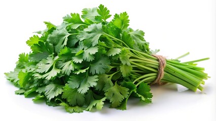 Fresh green cilantro bunch isolated on white background Low Angle