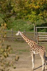 In a zoo enclosure, a tall and majestic giraffe stands gracefully in the dirt, embodying the beauty of wildlife in captivity