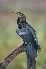 Keoladeo National Park, Bharatpur, Rajasthan, India.  Darter or snakebird, Anhingidae