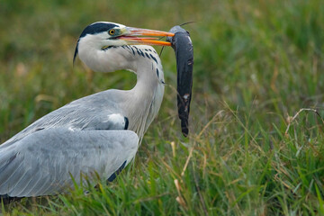 Obraz premium Keoladeo National Park, Bharatpur, Rajasthan, India. Grey Heron, Ardea cinerea