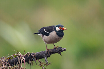 Keoladeo National Park, Bharatpur, Rajasthan, India.  Pied Starling, Gracupica contra