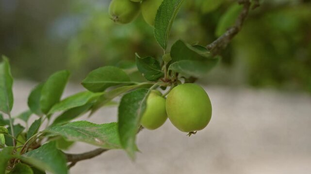 Branch of pyrus bourgaeana with green fruits in mallorca outdoors with natural light