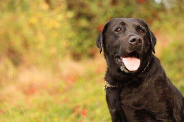 Portrait of adorable Labrador Retriever dog outdoors. Space for text