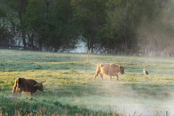 A herd of Highland cows grazing on a wild meadow and White stork moving in the middle of them on a...