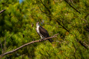 Osprey perched on branch