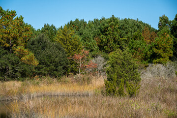 landscape with trees and pond