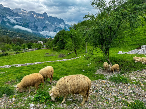 Herd of sheep grazing on green meadow with view of mountain ridge massif Radohina in Albanian Alps (Accursed Mountains), Northern Albania. Scenic hiking trail to Theth. Wanderlust in alpine wilderness