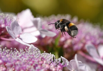 A closeup of a bumblebee in flight above pink hydrangea flowers in a garden. 
