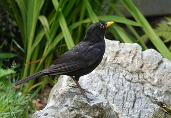 A male blackbird, turdus merula, standing on a rock in a garden. 