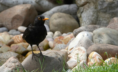 A male blackbird perching on rocks by a garden pond.  