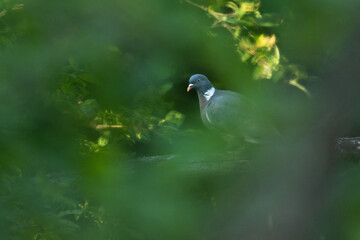 Common wood pigeon wandering around in the middle of lush and green environment on a spring evening in a woodland in Estonia, Northern Europe
