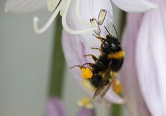 A closeup of a bumblebee collecting pollen from a garden flower. 