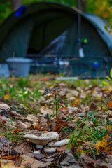 Group fungus in autumn forest with leaves.The mushroom is a real mushroom (Latin Lactarius resimus).Knife for the mushroom hunting in the wild forest.Basidiomycetous fungi.Microdosing.