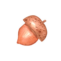 Acorn watercolor. Hand draw watercolor illustrations on white background. Nut watercolor for design