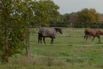 In a beautiful grassy field, two horses are gracefully standing behind a sturdy fence, enjoying the serene landscape around them