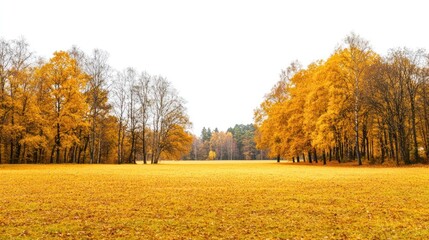 Fototapeta premium Real park autumn landscape outdoors.