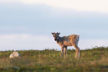 A young Domestic reindeer calf standing still and looking during a summer night on top of a mountain in Urho Kekkonen National Park, Northern Finland © adamikarl
