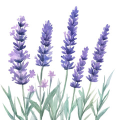 Naklejka premium Lavender flowers watercolor on transparent background