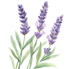 Naklejka premium Lavender flowers watercolor on transparent background