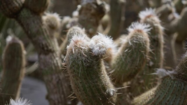 Close-up of espostoa lanata cacti in a lanzarote outdoor cactus garden during daylight, showcasing their unique woolly appearance and spines