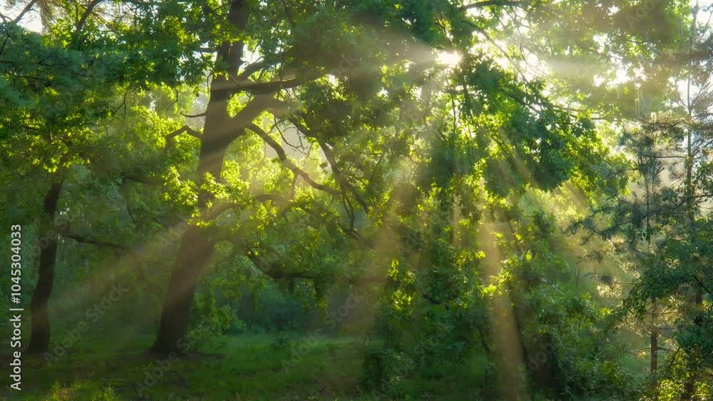 Poster sun rays emerging though the green tree branches in misty forest early in the morning. sunlight stre