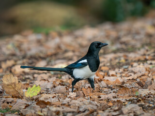 Magpie Bird Foraging for Acorns in Leaf Litter