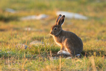 Young Mountain hare standing still during a summery midnight sun in Urho Kekkonen National Park, Northern Finland	