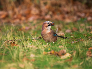 Jay Bird Foraging For Acorns