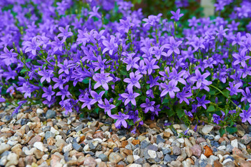 Flowers, environment and nature with campanula in garden for eco friendly, blossom or ecology....