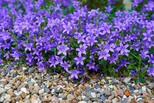 Flowers, environment and nature with campanula in garden for eco friendly, blossom or ecology. Outdoor, leaves and purple floral plants at park for botany, growth or sustainability in spring.