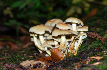 Fototapeta premium Close-up of a clump of mushrooms side view on mossy ground in Tollymore forest
