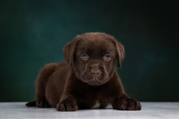 chocolate labrador puppy on a uniform background