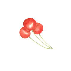Cherry watercolor. Hand draw watercolor illustrations on white background. Cherry watercolor for design
