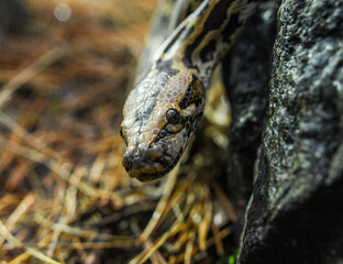 beautiful photo of a python snake in beautiful photo of a python snake in nature