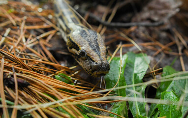 beautiful photo of a python snake in beautiful photo of a python snake in nature