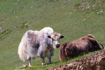 Obraz premium Portrait of a white yak cow grazing in a summer meadow. Popular meat and dairy farming in the Altai Republic, Russia. Yak looks at the camera