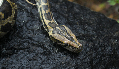 beautiful photo of a python snake in beautiful photo of a python snake in nature